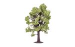 Beech Tree - 13cm Hot on Sale