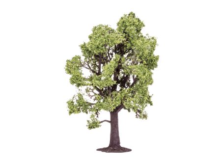 Beech Tree - 13cm Hot on Sale