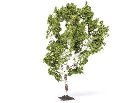 Birch Tree - 11.5cm For Discount